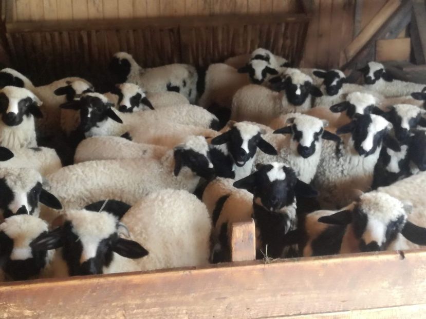 received_861192817731793 - Breze de Petrosani