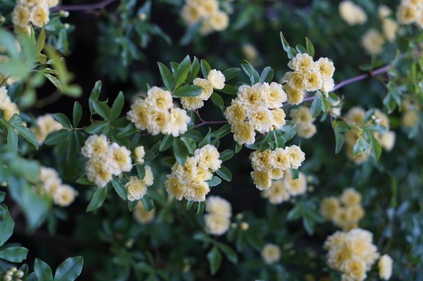  - Lady Banksiae Lutea