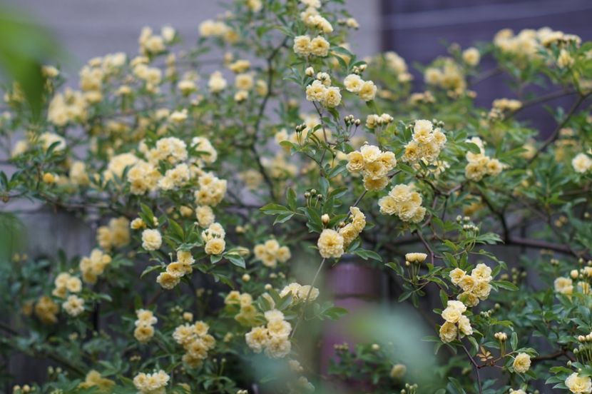  - Lady Banksiae Lutea