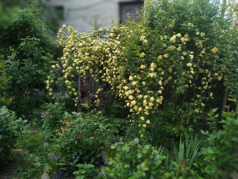  - Lady Banksiae Lutea