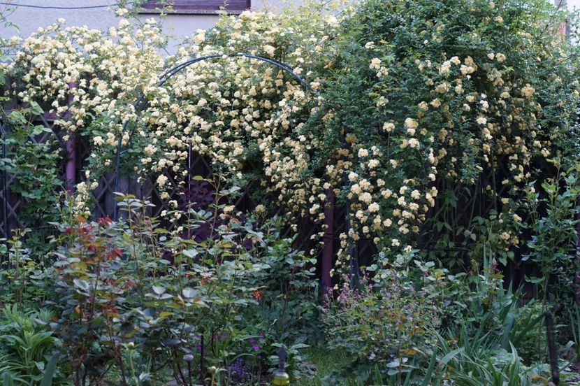  - Lady Banksiae Lutea