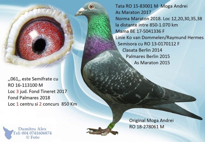  - Porumbei super top 2020 achizitii