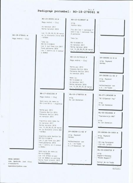61ped - Porumbei super top 2020 achizitii