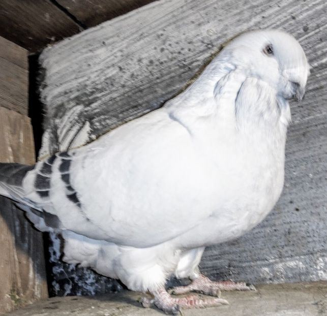  - - A - A - A - A- W A R N I N G !