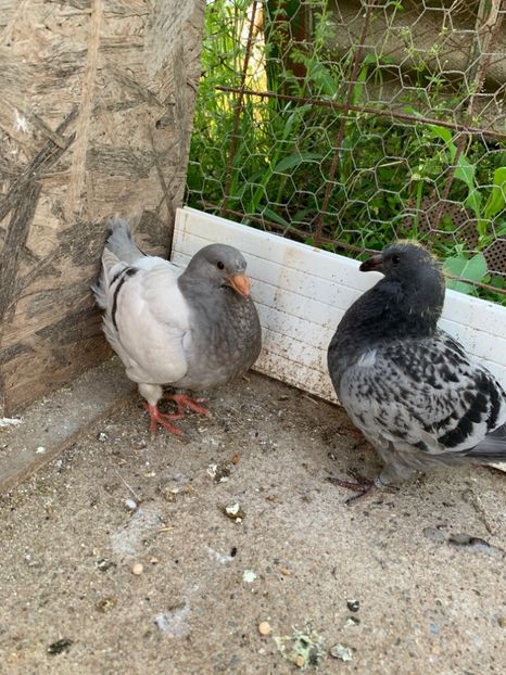 91803695-3638-43FD-B4F4-8DC0061BB387 - Tineret 2020