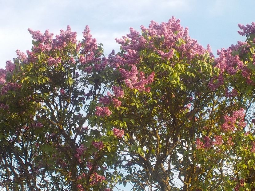 - liliac