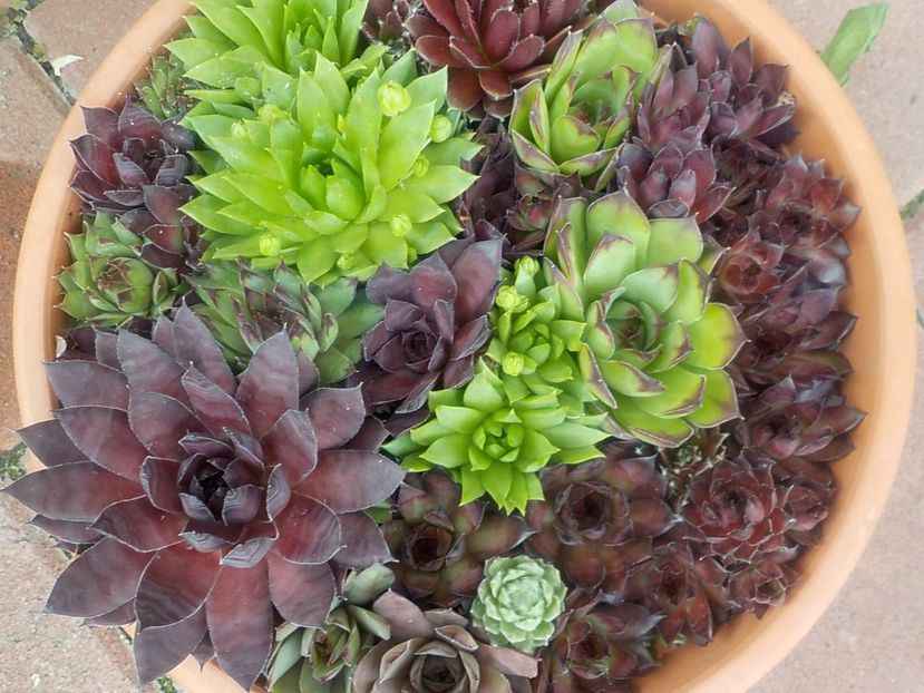  - Genul Sempervivum