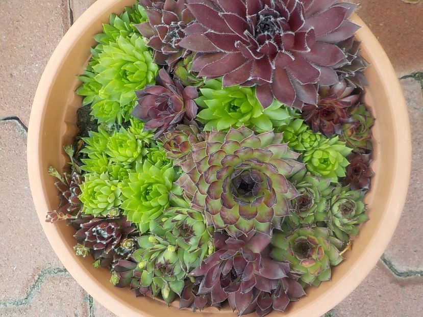  - Genul Sempervivum