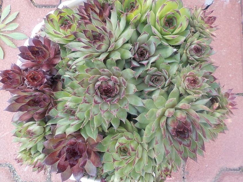  - Genul Sempervivum
