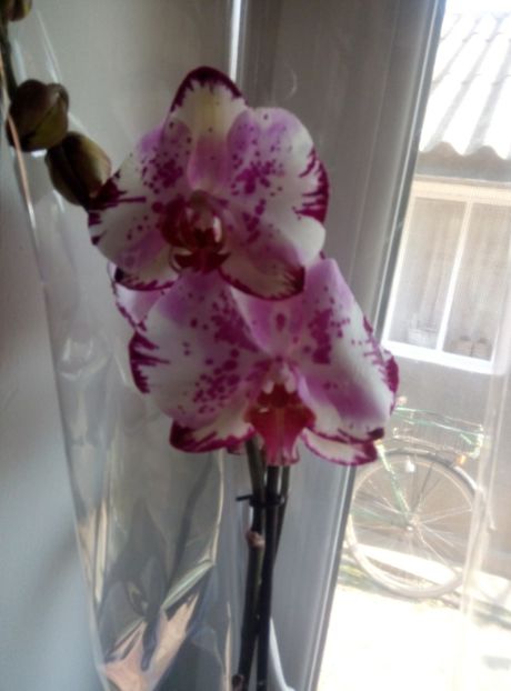  - diverse flori 2020