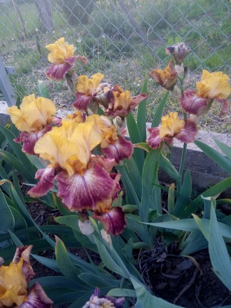 2020-05-01-19_33_41 - diverse flori 2020