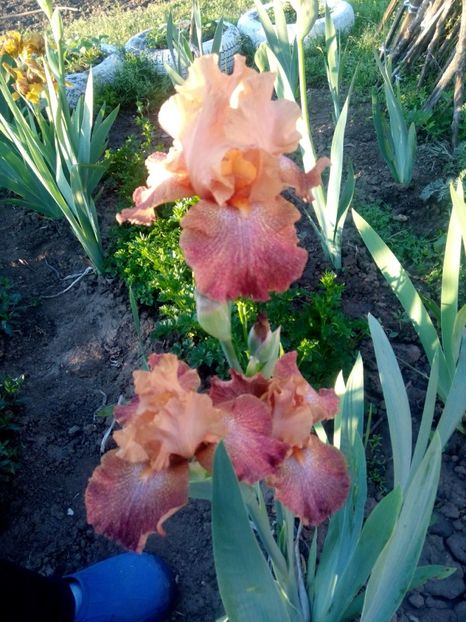 2020-05-02-06_56_10 - diverse flori 2020