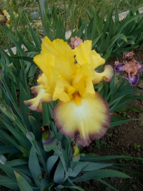 2020-05-03-14_28_57 - diverse flori 2020