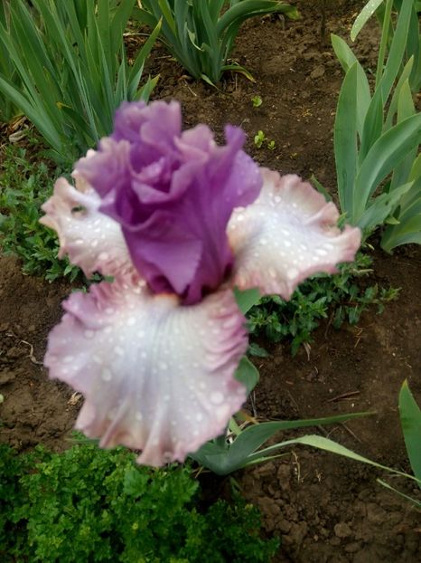 2020-05-04-11_15_13 - diverse flori 2020