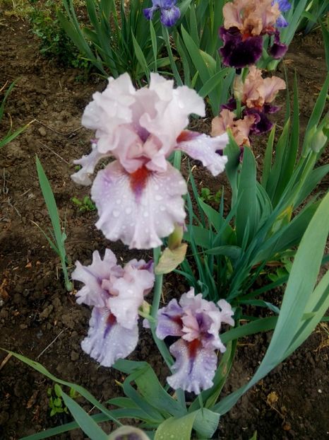 2020-05-04-11_16_00 - diverse flori 2020