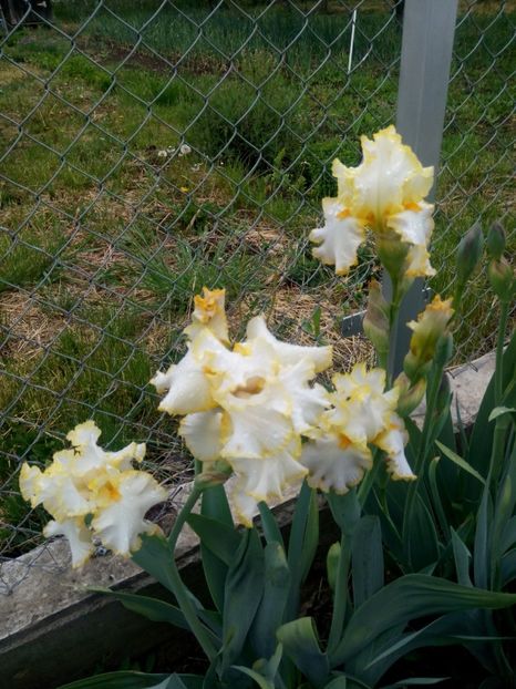 2020-05-04-11_16_14 - diverse flori 2020