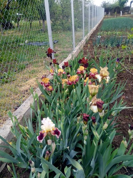 2020-05-04-11_16_26 - diverse flori 2020