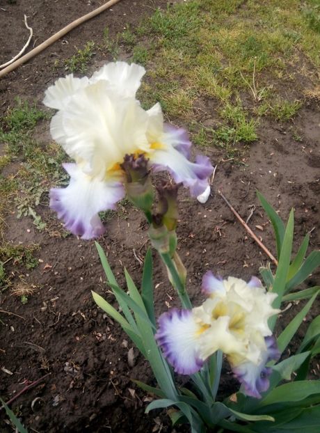  - diverse flori 2020