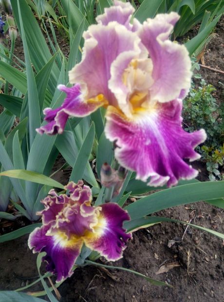  - diverse flori 2020