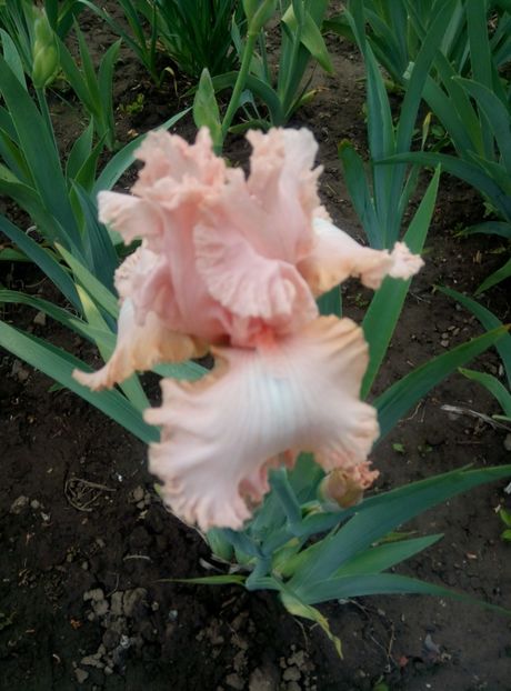  - diverse flori 2020