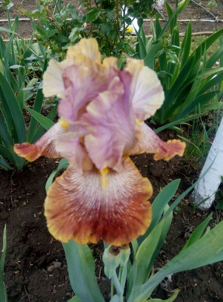  - diverse flori 2020