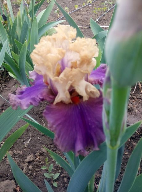  - diverse flori 2020