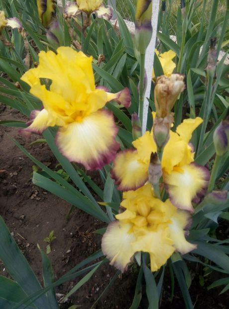  - diverse flori 2020