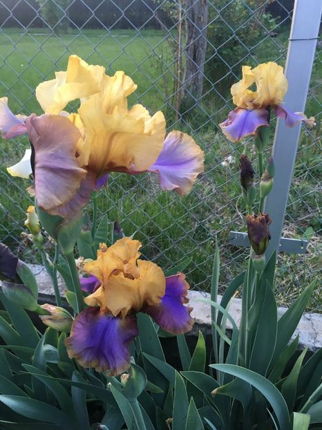 IMG-20200509-WA0004 - diverse flori 2020