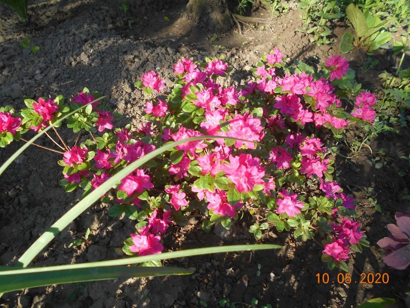 Azalea Kermesina - 1Azalee-rhododendroni-heleborusi-hortensii-hoste 2020