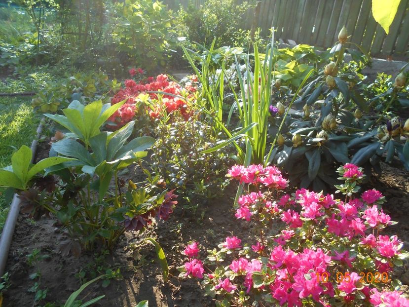  - 1Azalee-rhododendroni-heleborusi-hortensii-hoste 2020