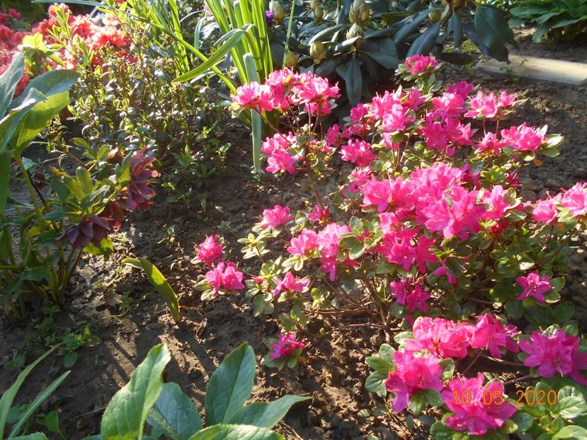  - 1Azalee-rhododendroni-heleborusi-hortensii-hoste 2020