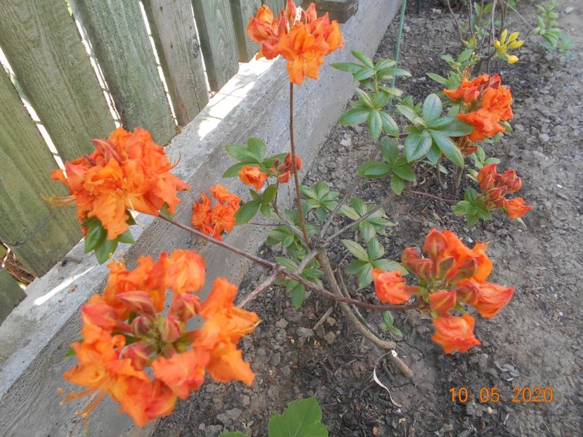 Azalea Gibraltar - 1Azalee-rhododendroni-heleborusi-hortensii-hoste 2020