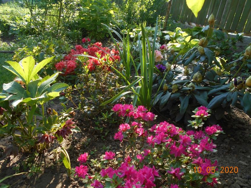  - 1Azalee-rhododendroni-heleborusi-hortensii-hoste 2020