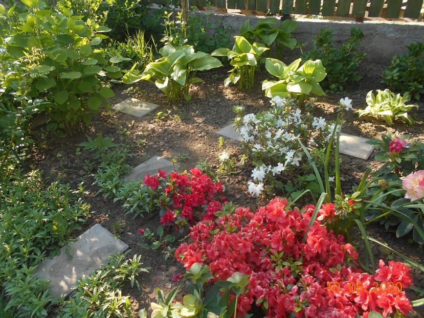  - 1Azalee-rhododendroni-heleborusi-hortensii-hoste 2020