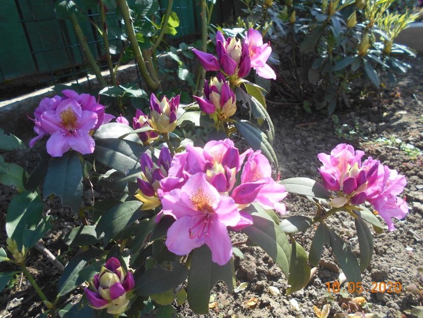 Rododendron - 1Azalee-rhododendroni-heleborusi-hortensii-hoste 2020