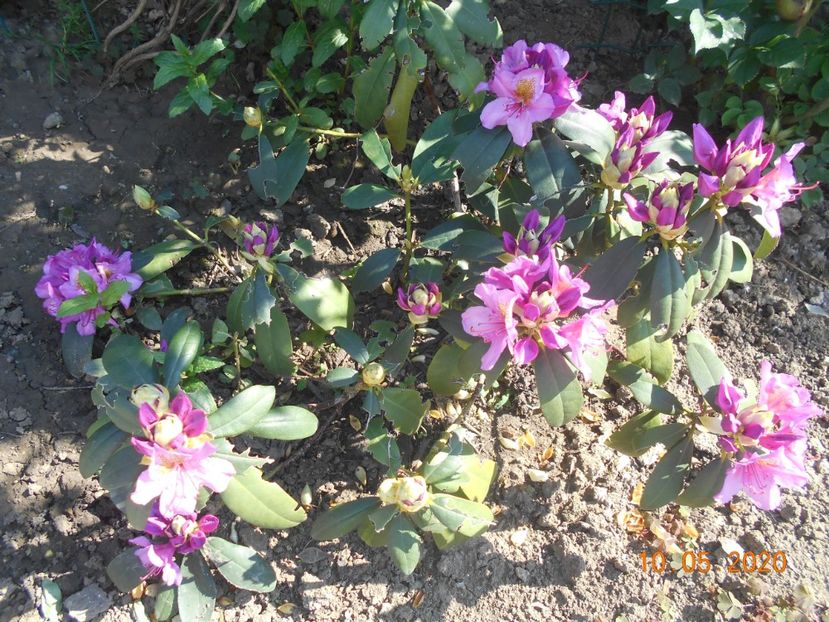  - 1Azalee-rhododendroni-heleborusi-hortensii-hoste 2020