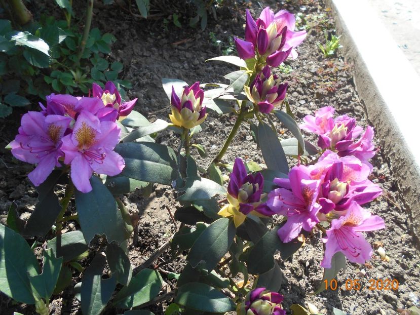  - 1Azalee-rhododendroni-heleborusi-hortensii-hoste 2020