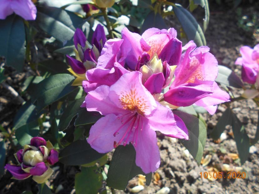  - 1Azalee-rhododendroni-heleborusi-hortensii-hoste 2020