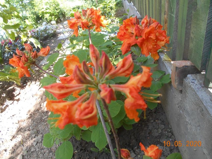 Azalea Gibraltar - 1Azalee-rhododendroni-heleborusi-hortensii-hoste 2020