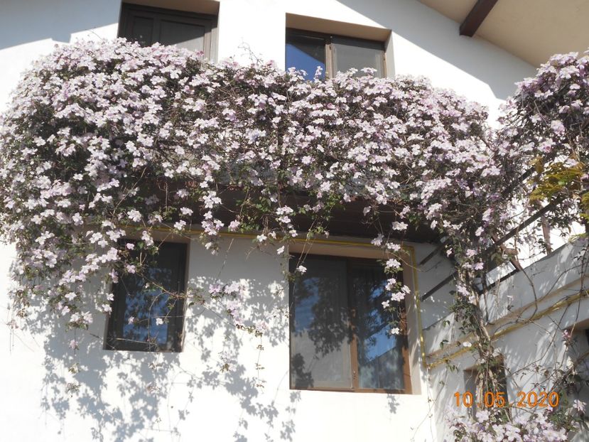  - 1Clematite 2020
