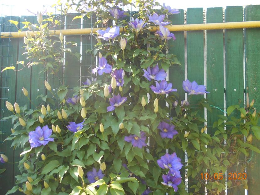 H F Young - 1Clematite 2020