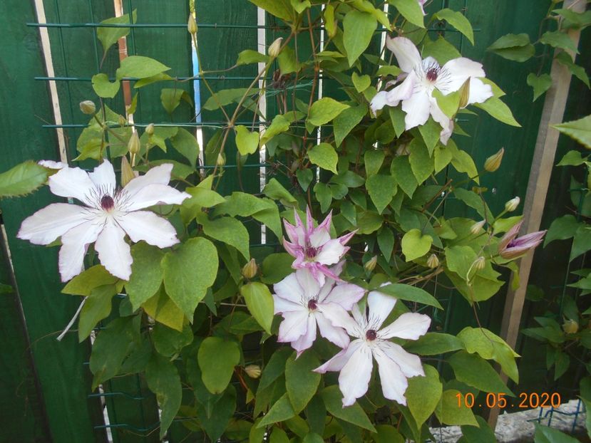 Omoshiro - 1Clematite 2020