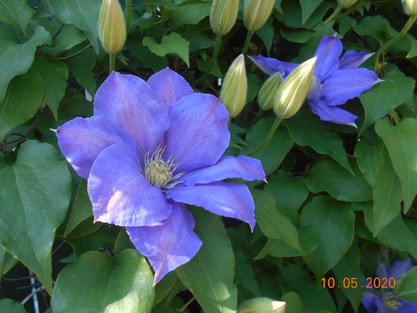 H F Young - 1Clematite 2020