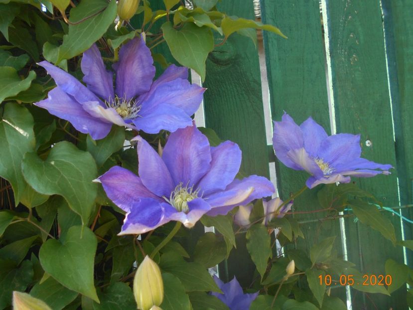  - 1Clematite 2020
