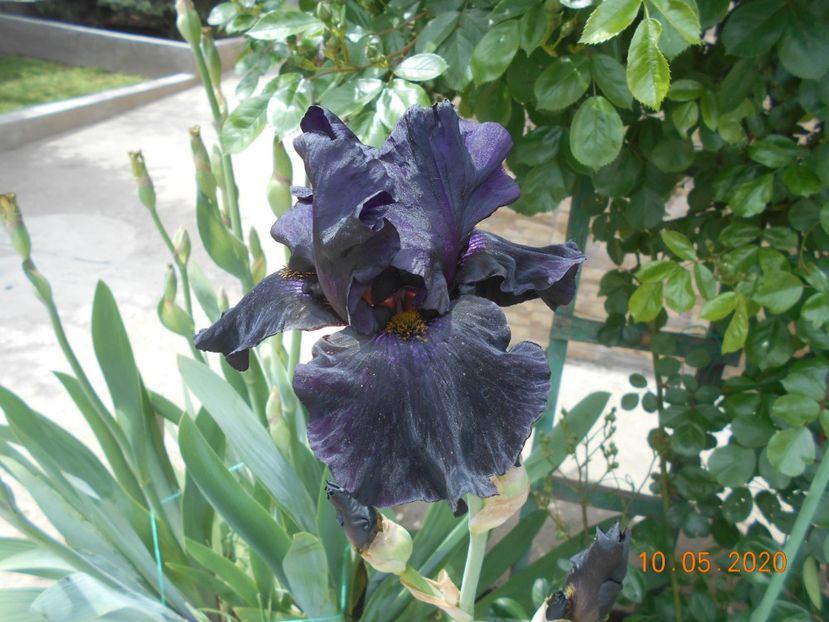 Old Black Magic - 1Irisi 2020