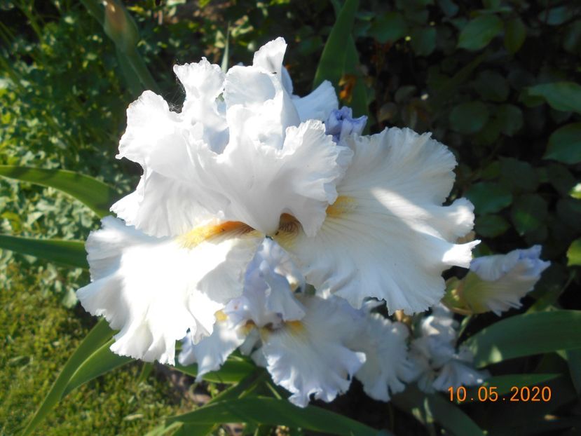 Silver Waltz - 1Irisi 2020