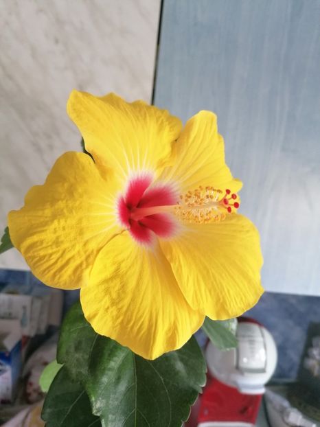  - Hibiscus