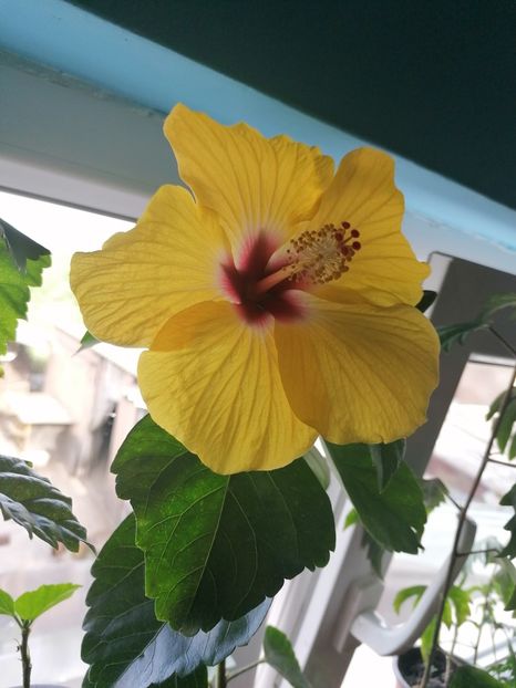  - Hibiscus