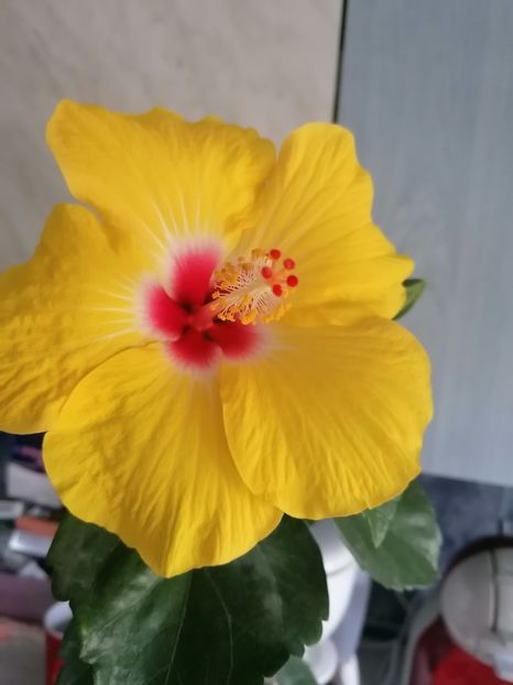  - Hibiscus