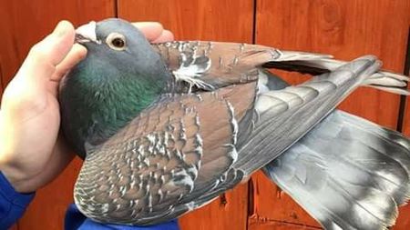  - NU AMI APARTIN 2020